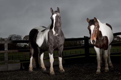 Sue and Sue's horses by Centaur